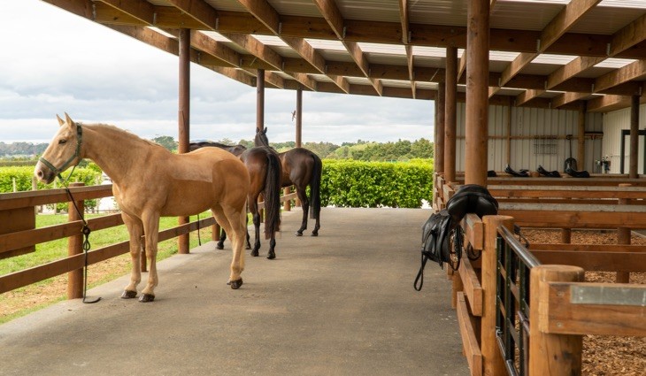 Horses to be saddle fitted at Equi-fit